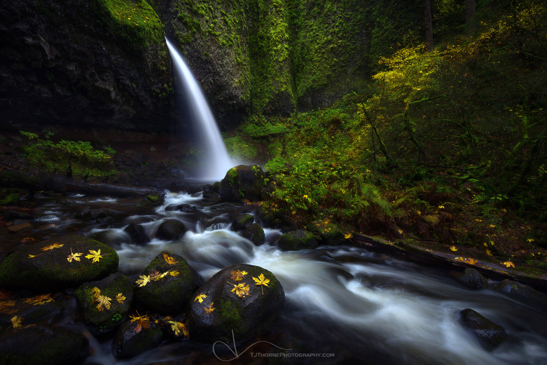 Autumn leaves dot the landscape at Ponytail Falls in the Columbia River Gorge, Oregon. Ponytail Falls is one of the more popular...