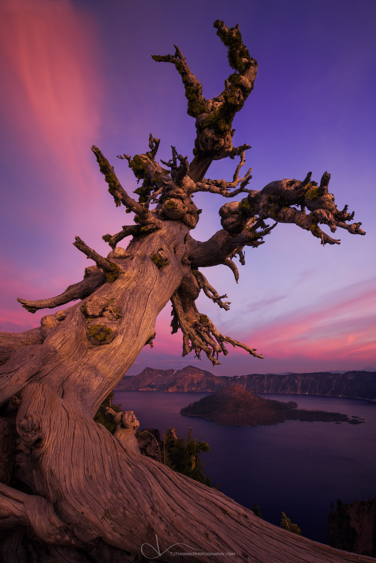 A whitebark pine overlooks Wizard Island and Crater Lake at sunset in Crater Lake National Park, Oregon. I spent a weekend at...