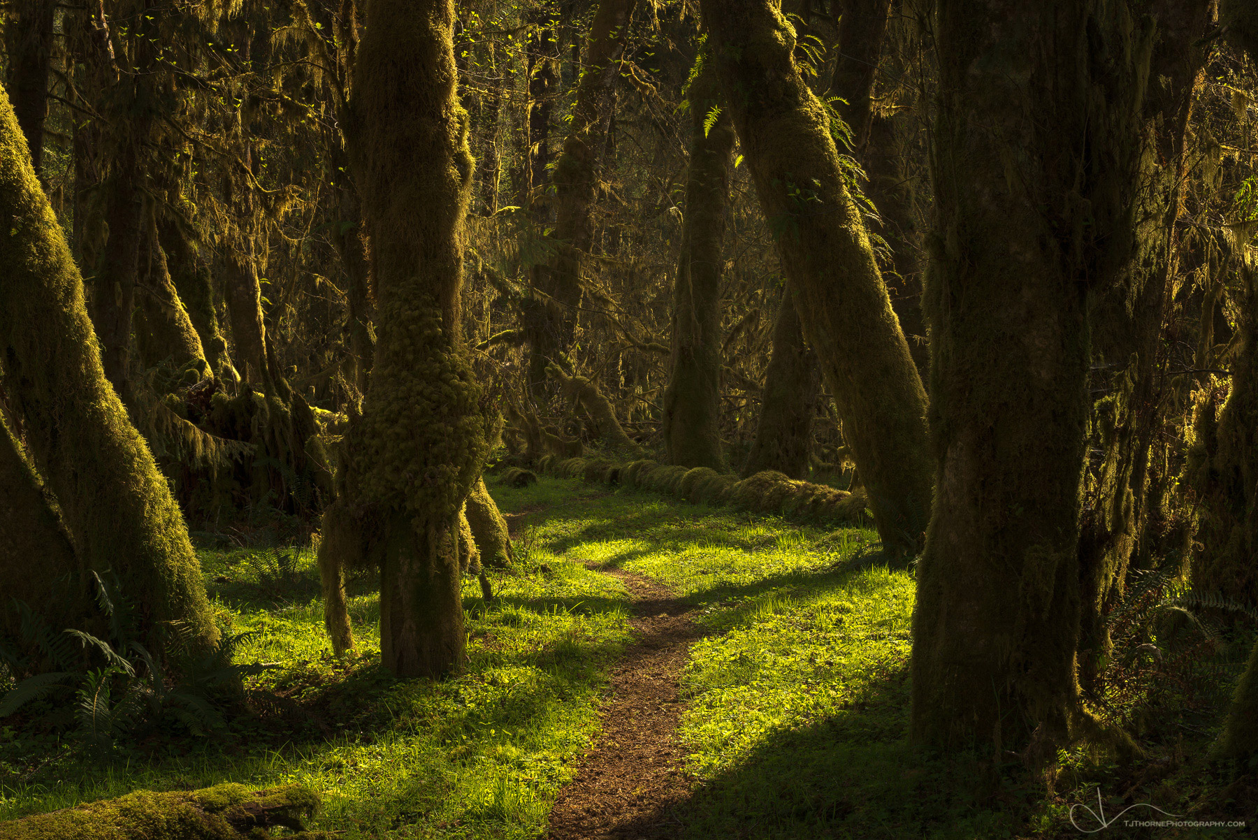 A secluded trail through the rainforest in Olympic National Park, Washington.