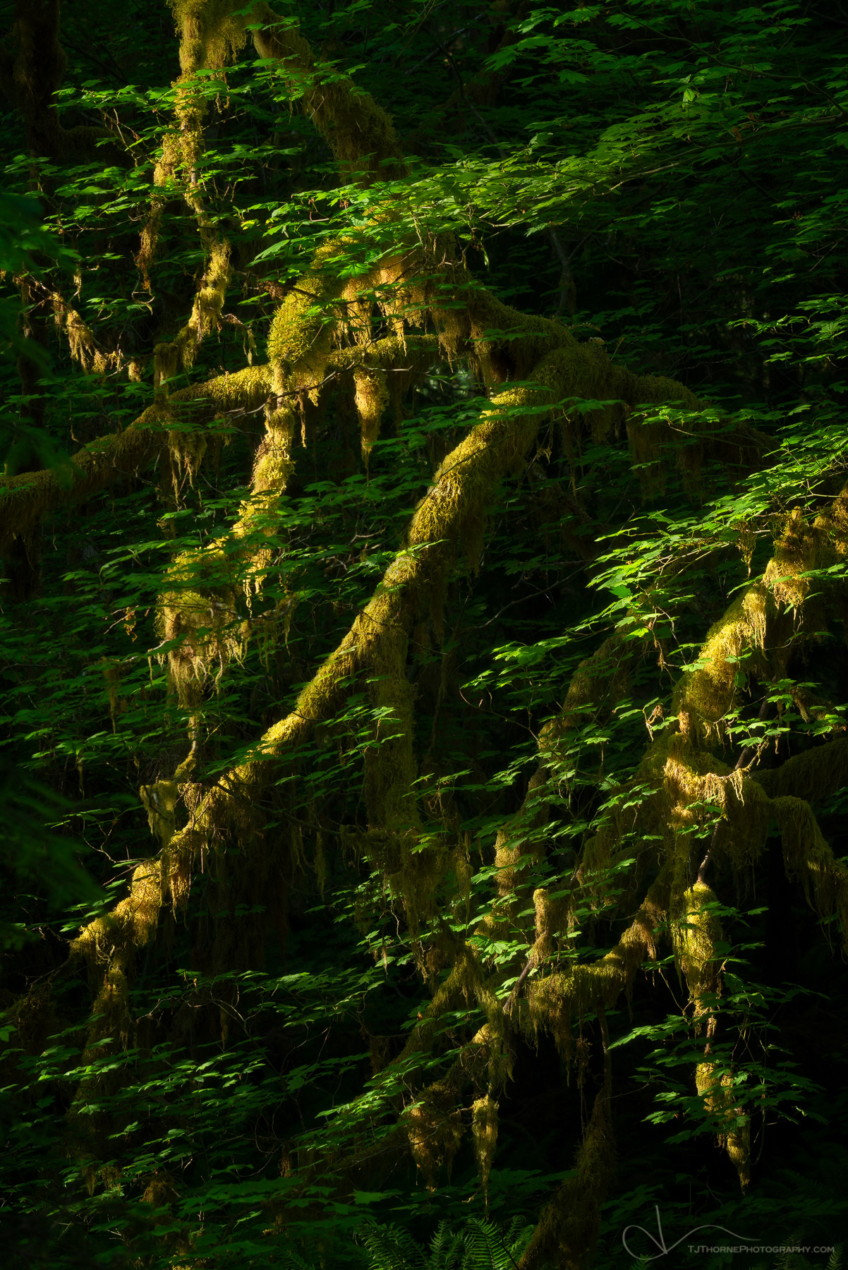 Evening light on a mossy vine maple in Olympic National Park.