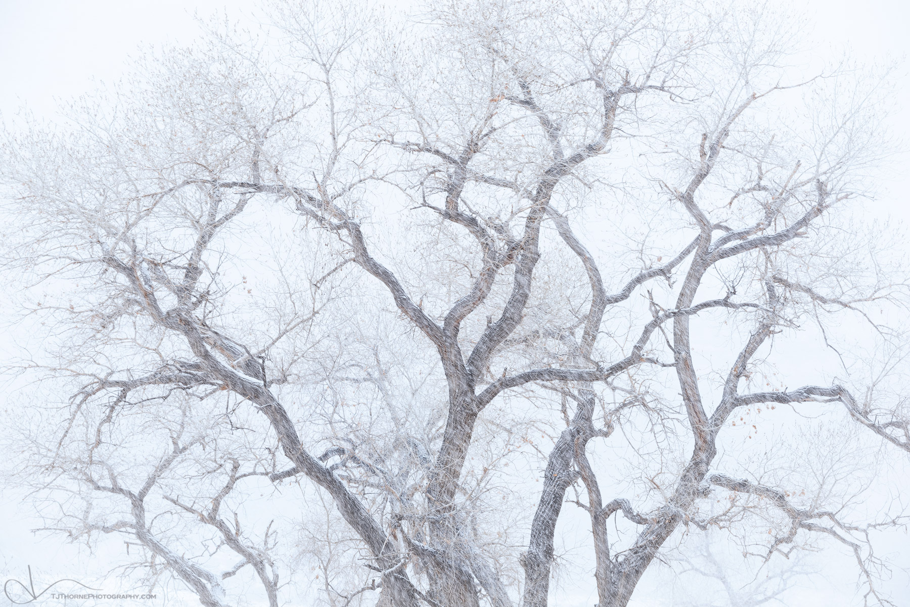 A cottonwood tree in the southern Utah backcountry rides out a heavy winter snowstorm.