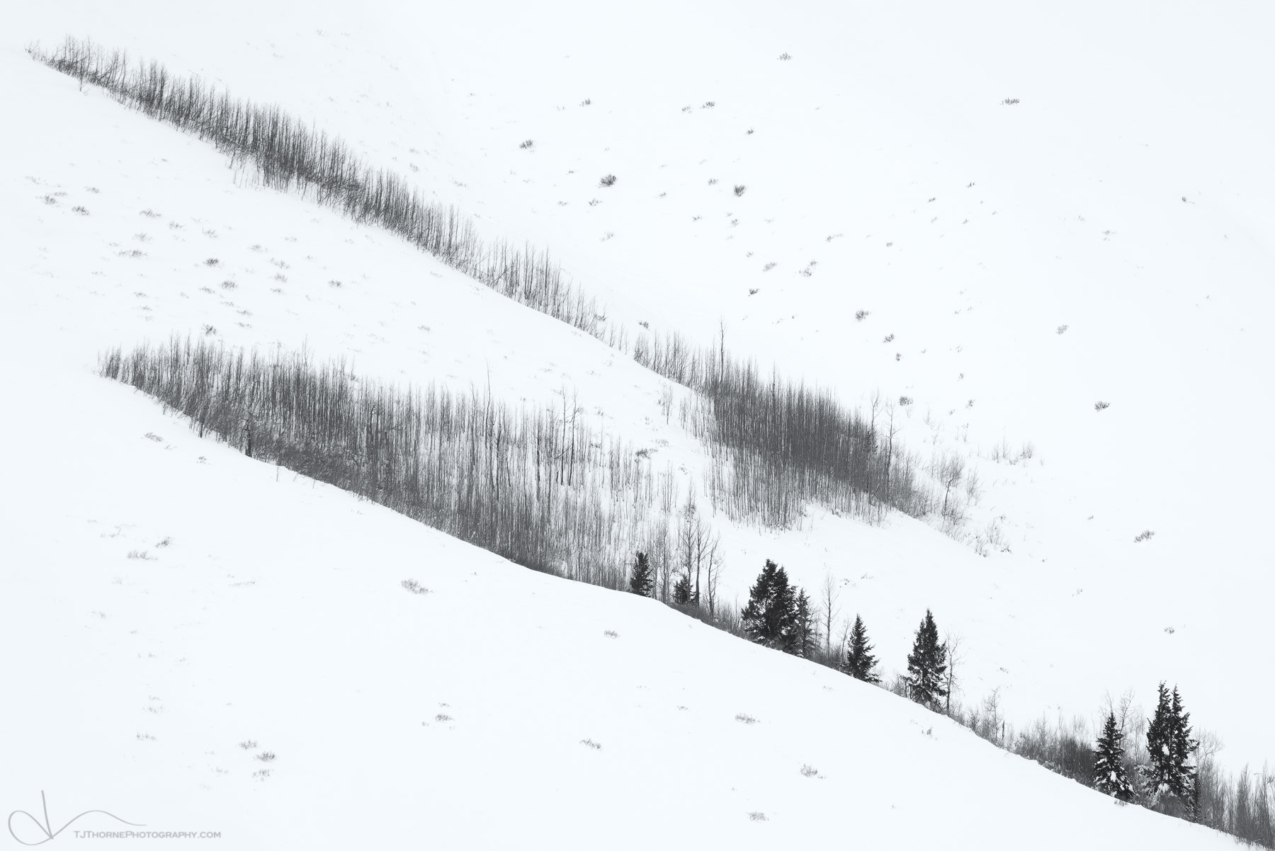 A pair of forested draws tangle on a snow covered hillside in Grand Teton National Park, Wyoming.