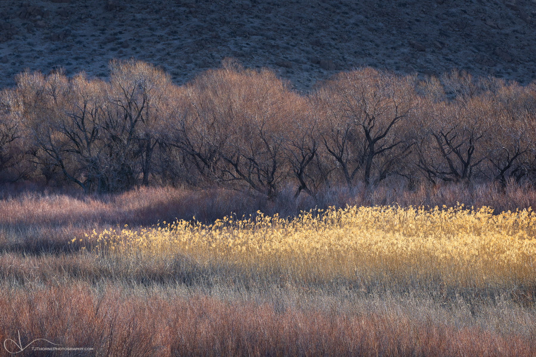 A tapestry of high desert foliage in its winter dress is illuminated by the early morning light in the Eastern Sierra region...