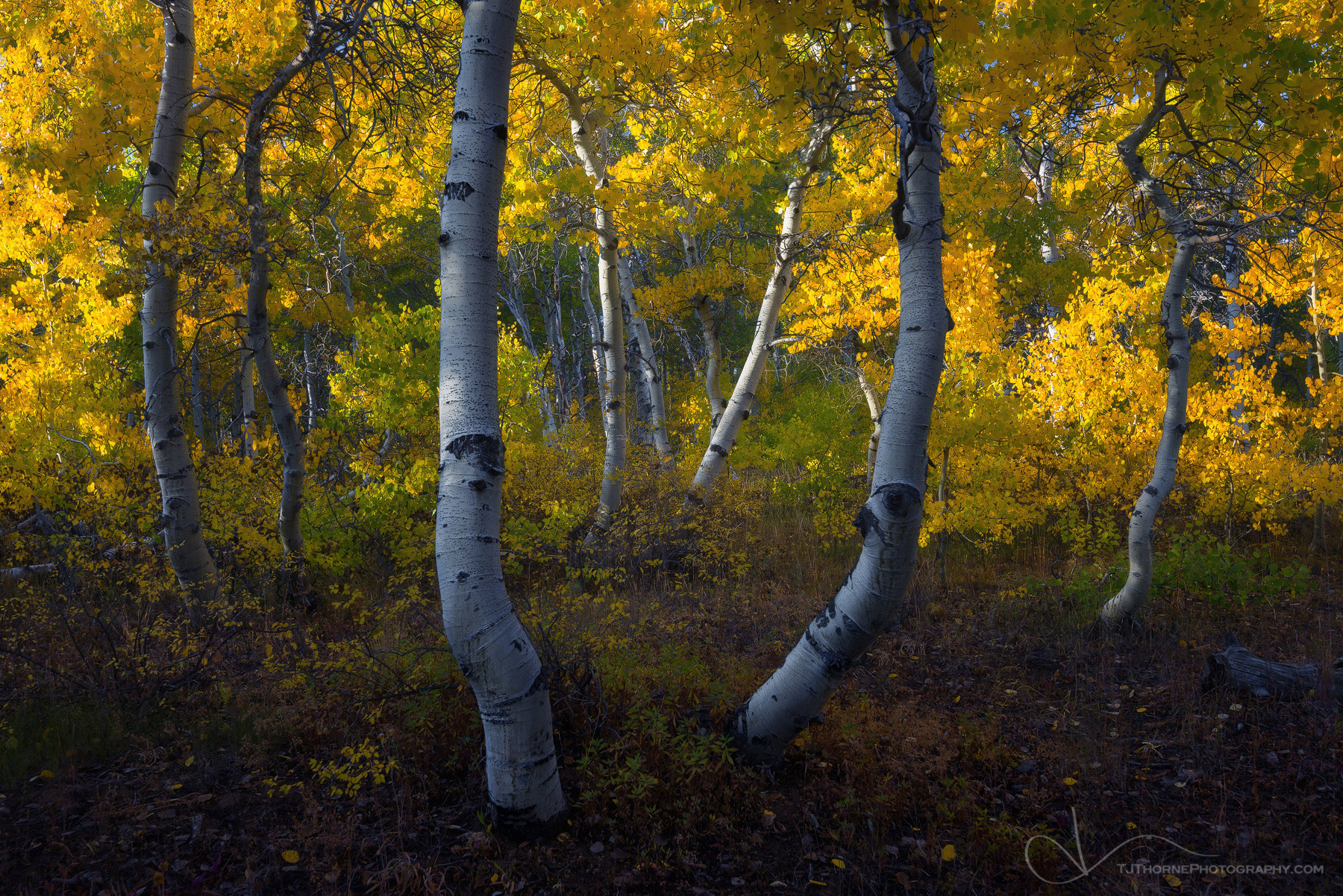 A grove of aspen trees in their autumn dress catch the early evening light in Steens Mountain Wilderness, Oregon. In autumn...