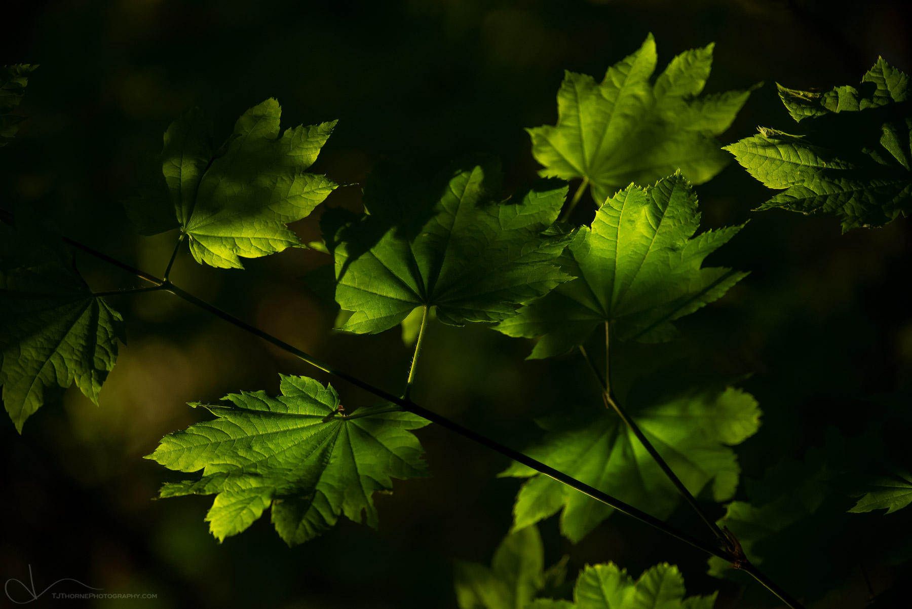 The last touch of evening light gently gracing maple leaves in Olympic National Park, Washington.