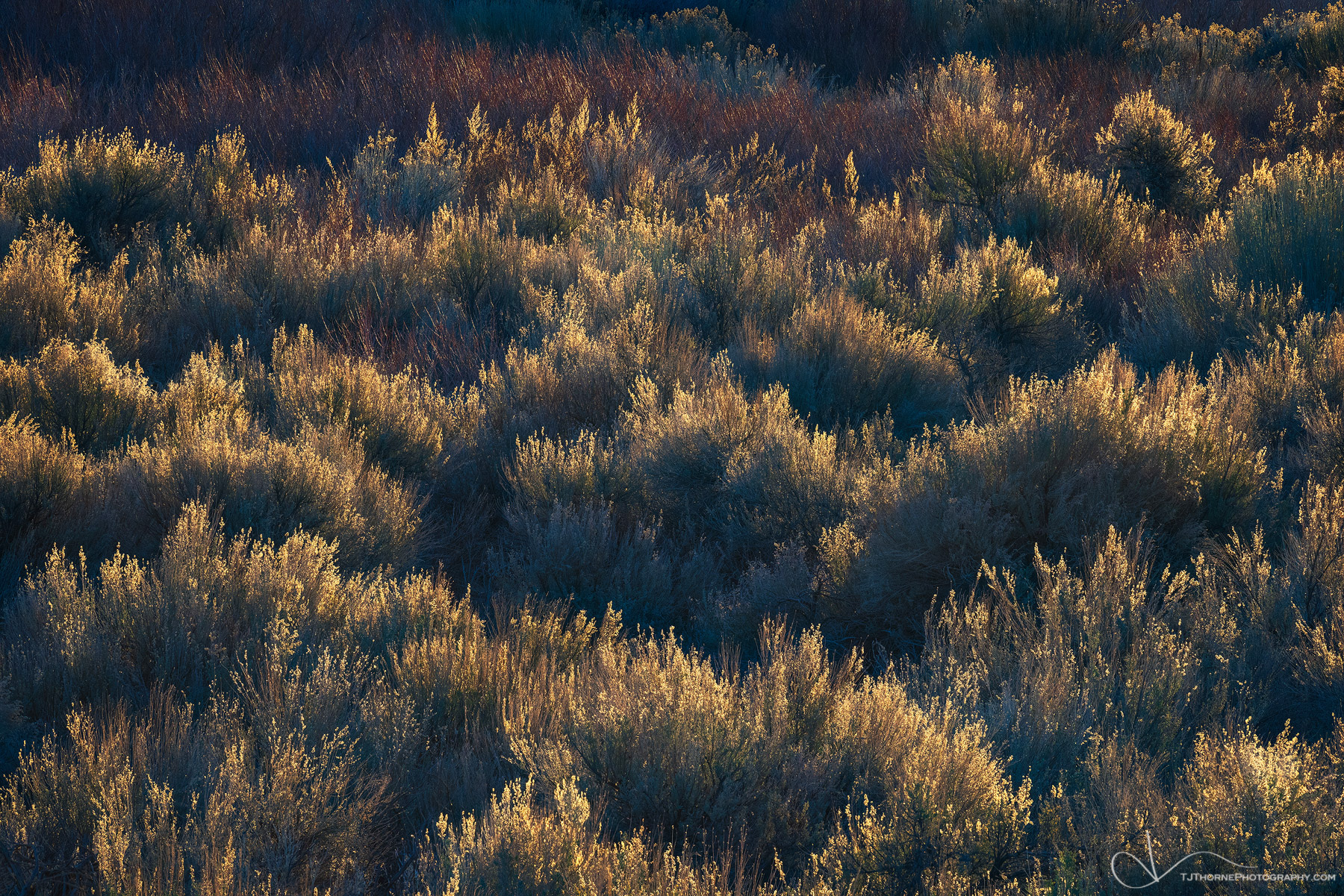 Desert brush is illuminated by early morning light in the Owens River Valley in California.