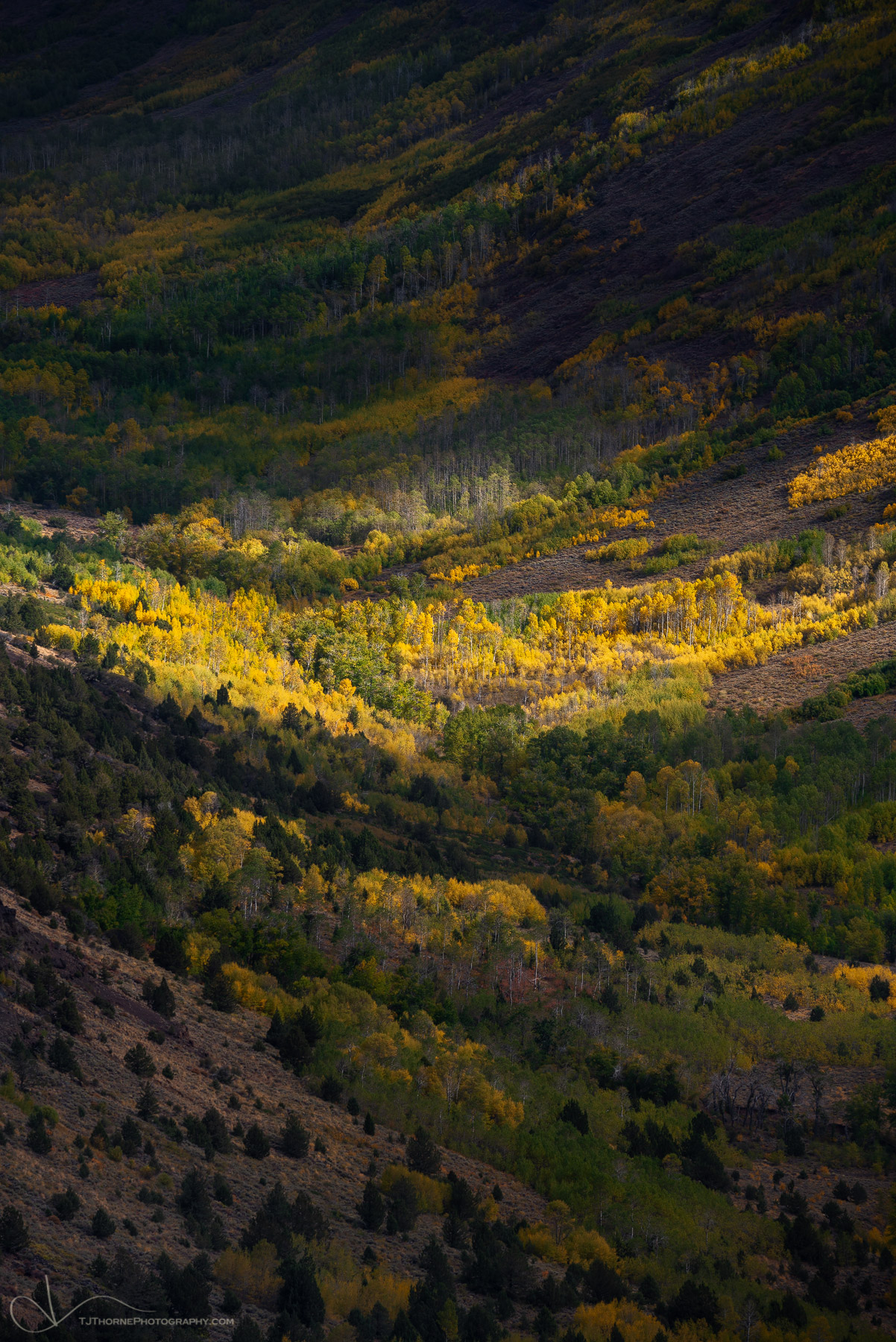 A ray of sunlight spotlights autumn aspens in a deep gorge in the Steens Mountain Wilderness, Oregon. I am writing this on September...
