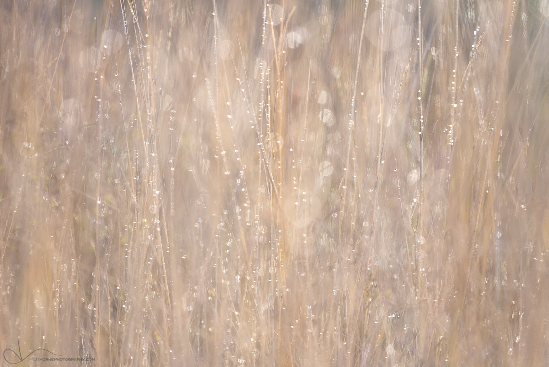 Evening light filters through wet autumn grasses in Gifford Pinchot National Forest, Washington. One of my favorite things to...