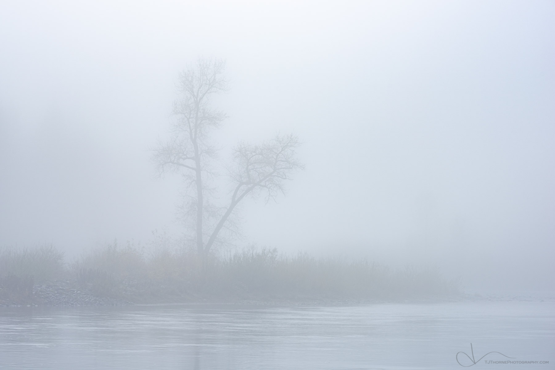 A lone tree stands in the early morning fog along the Clackamas River, Oregon.