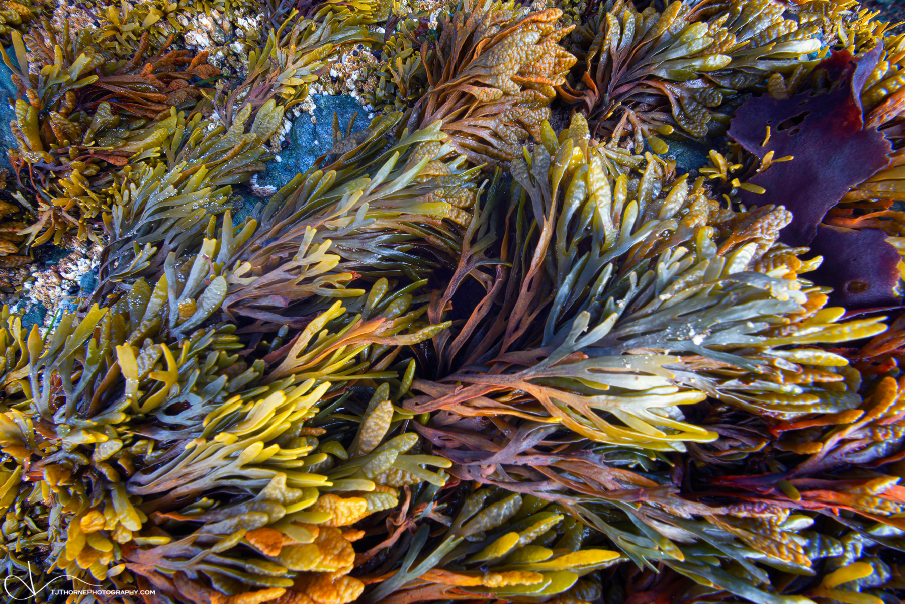 Colorful rockweed patterns photographed on the Oregon Coast.