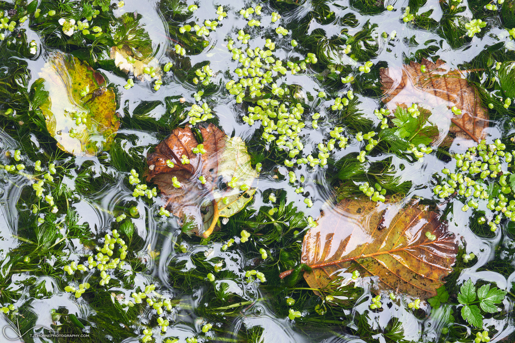 Aquatic plants, fallen leaves, and reflected sky in a small pond in Olympic National Park, Washington.