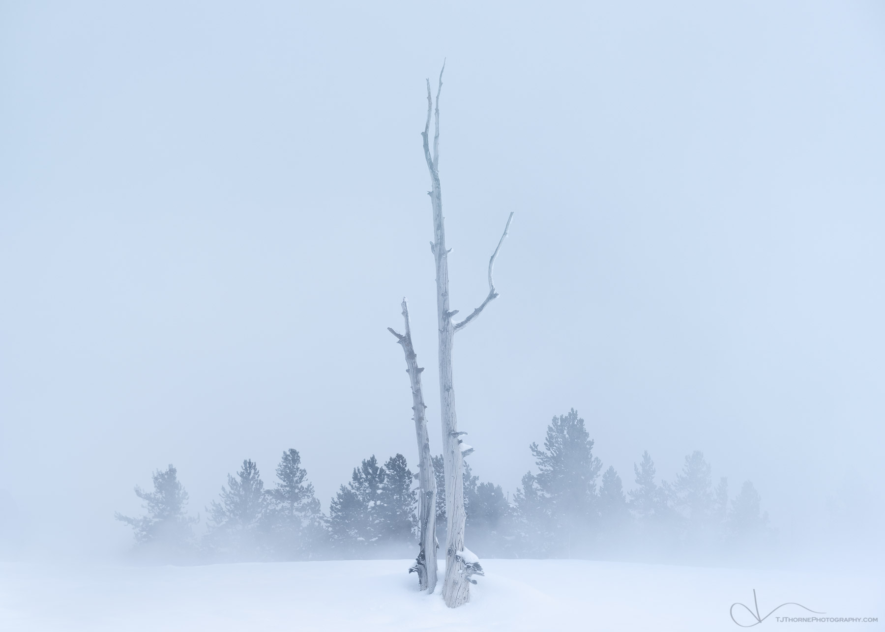 Two trees huddle together on winter day amongst the snow and steam from a nearby geyser in Yellowstone National Park. Happy two...