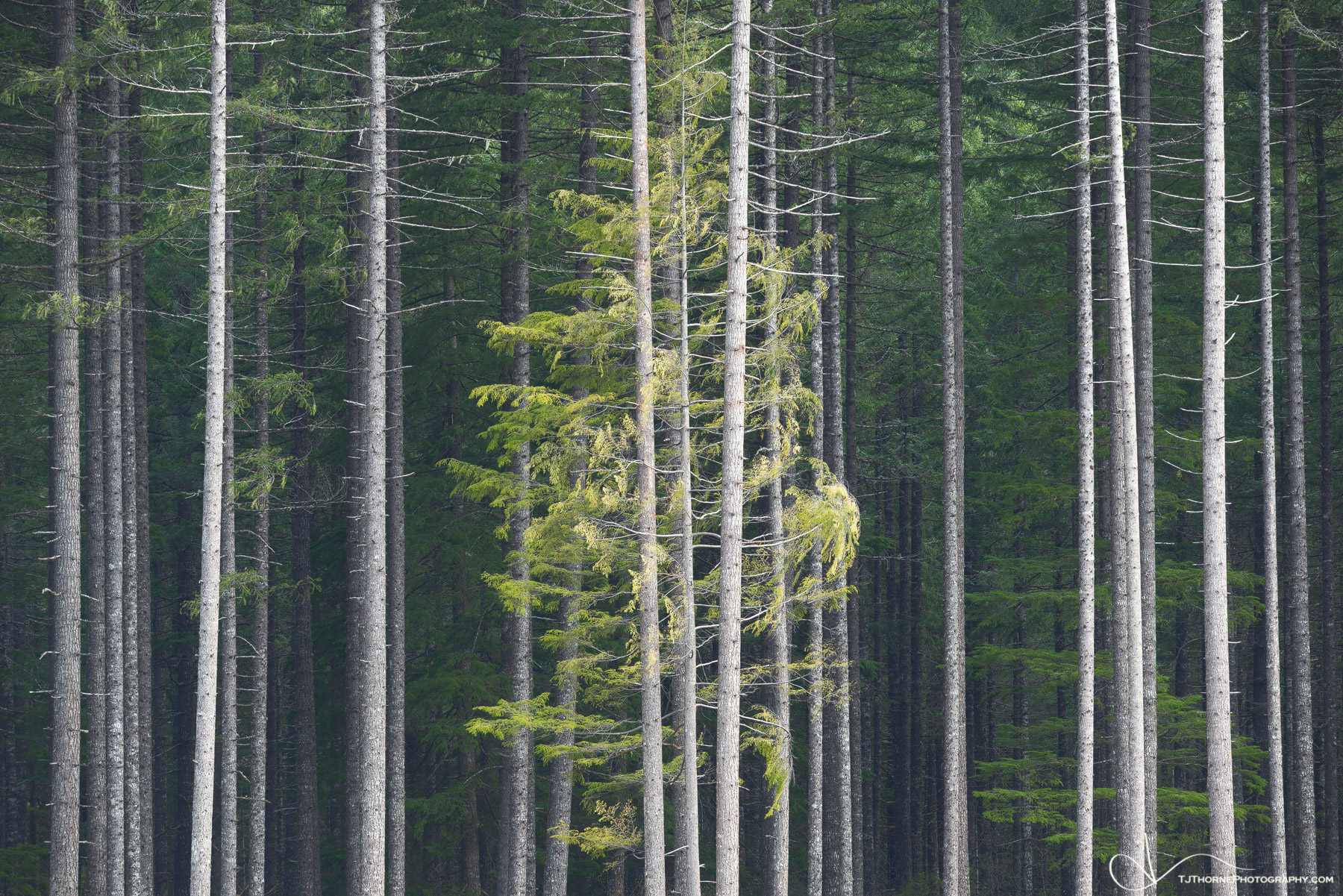 Tree symmetry on the forest edge in Gifford Pinchot National Forest, Washington.