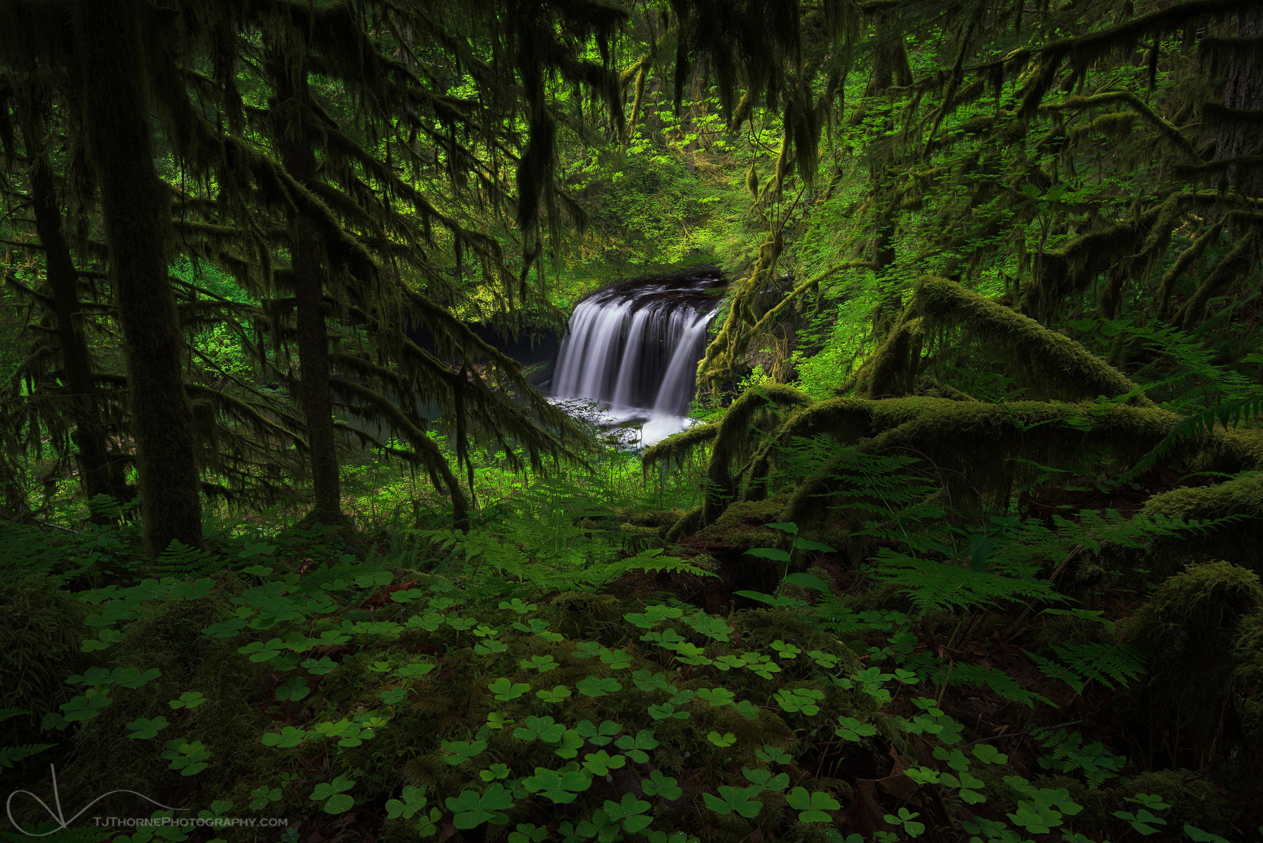 Upper Butte Creek Falls as seen through a window of mossy forest, spring clover, and ferns. On September 24, 2015 I celebrated...