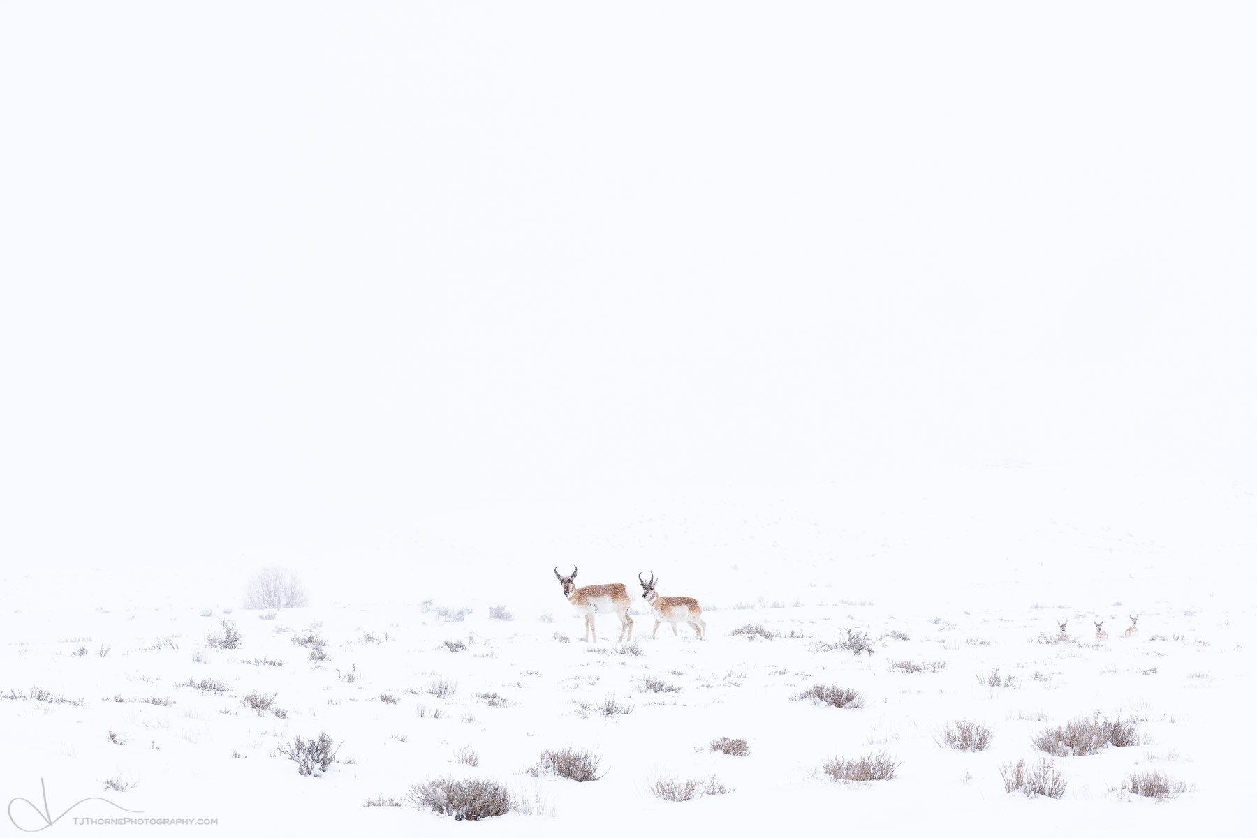Members of a pronghorn herd ride out a winter snow storm in the backcountry of southern Utah.