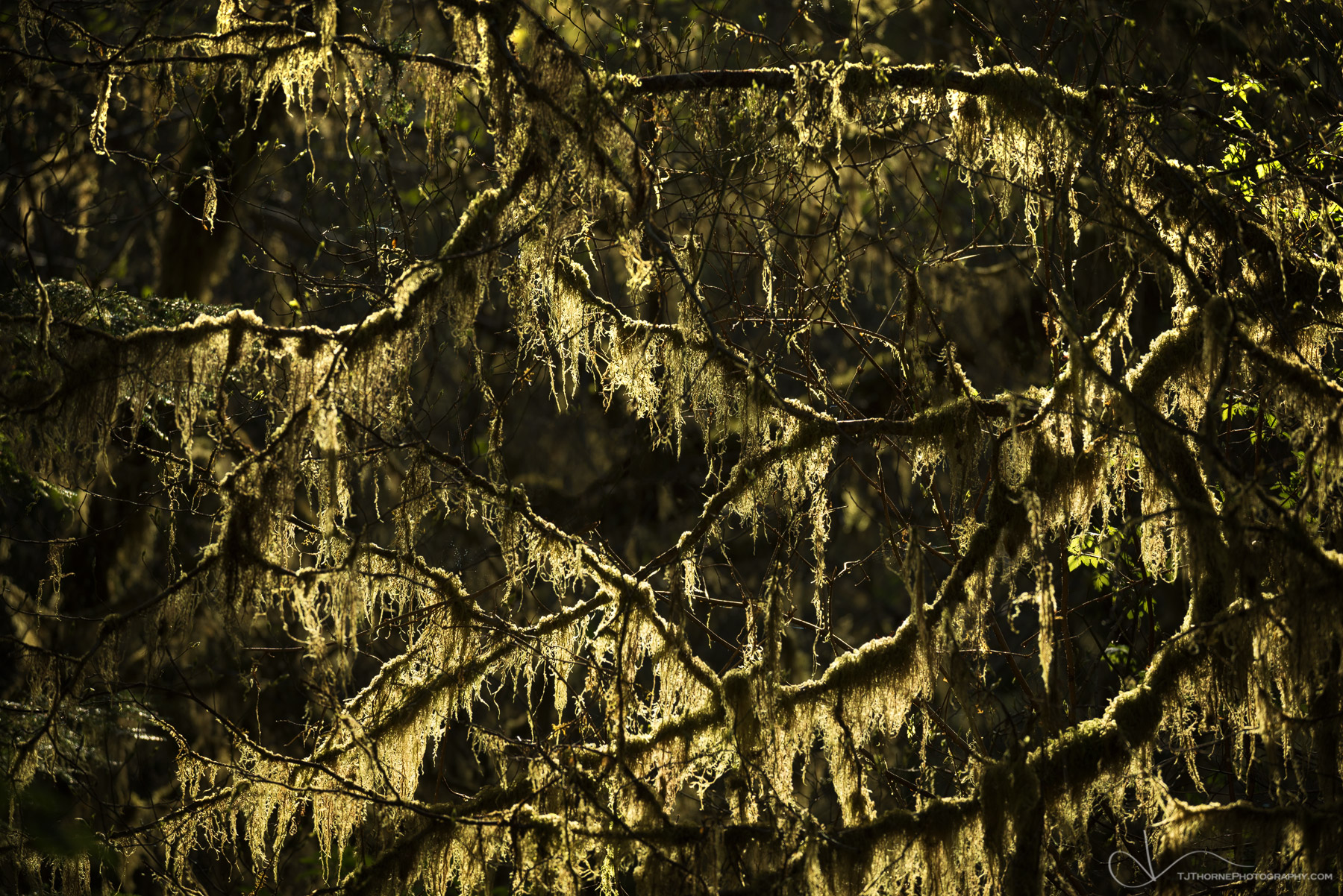 Backlit moss covered branches in a forest of Olympic National Park, Washington.